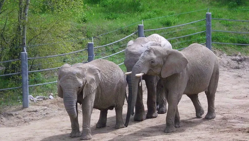Poznańskie zoo: dlaczego zdechła słonica Linda