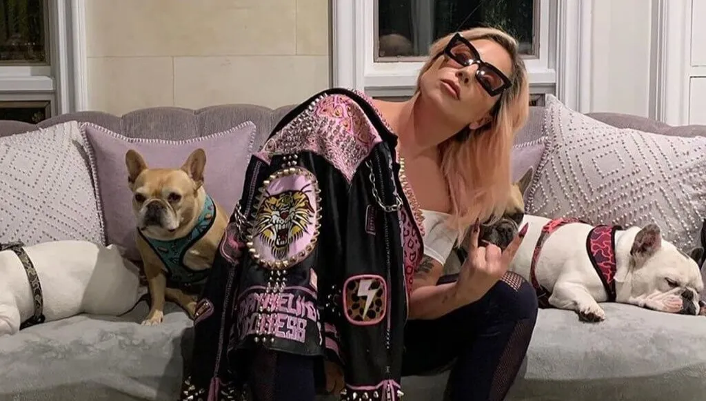 Ukradziono psy Lady Gagi! Wyprowadzający je mężczyzna został postrzelony