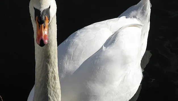 Pół tysiąca martwych ptaków nad Zatoką Pucką