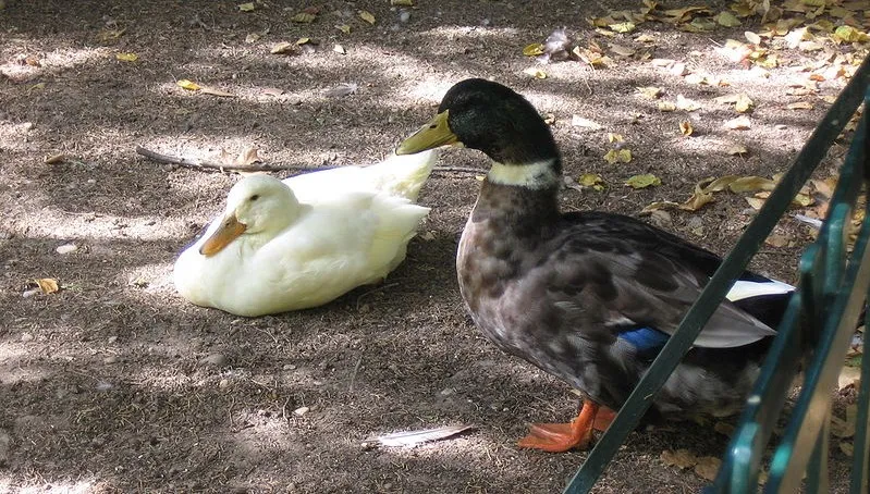 Pierwszy przypadek grypy ptaków w powiecie kaliskim