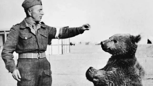 Międzynarodowy konkurs o niedźwiedziu Wojtku