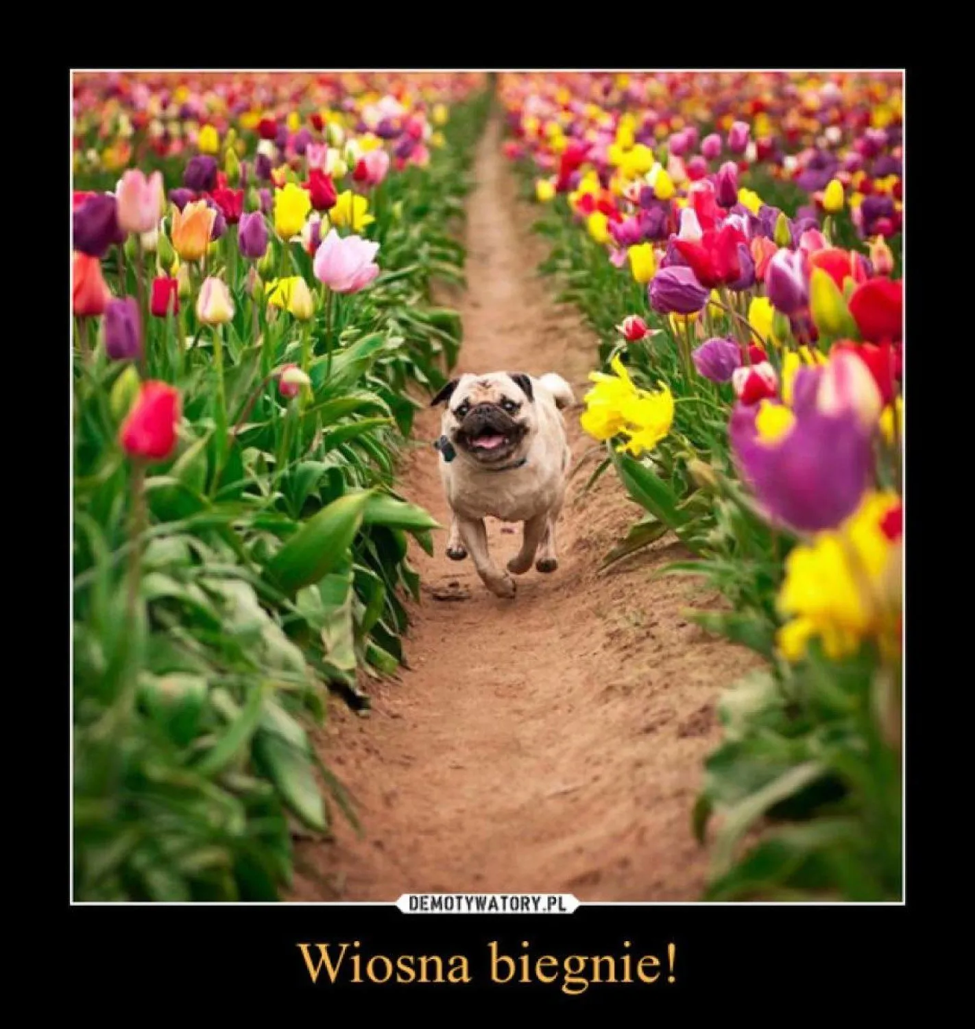 Wiosna!