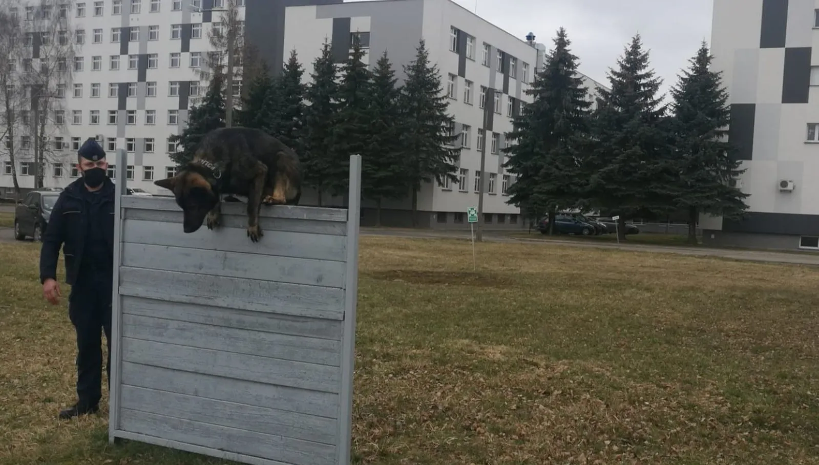 Pierwszego dnia służby wytropił 1,5 kg narkotyków