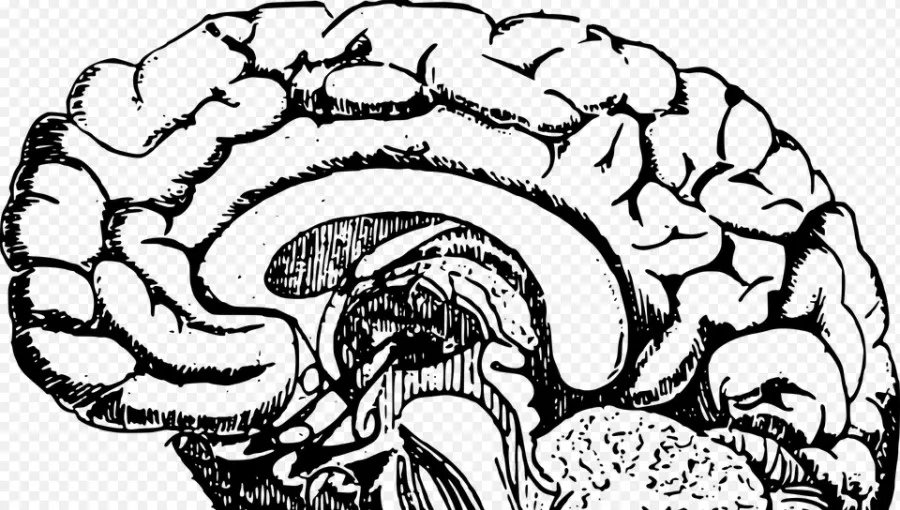 Atlas anatomii Pernkopfa trafił do UM