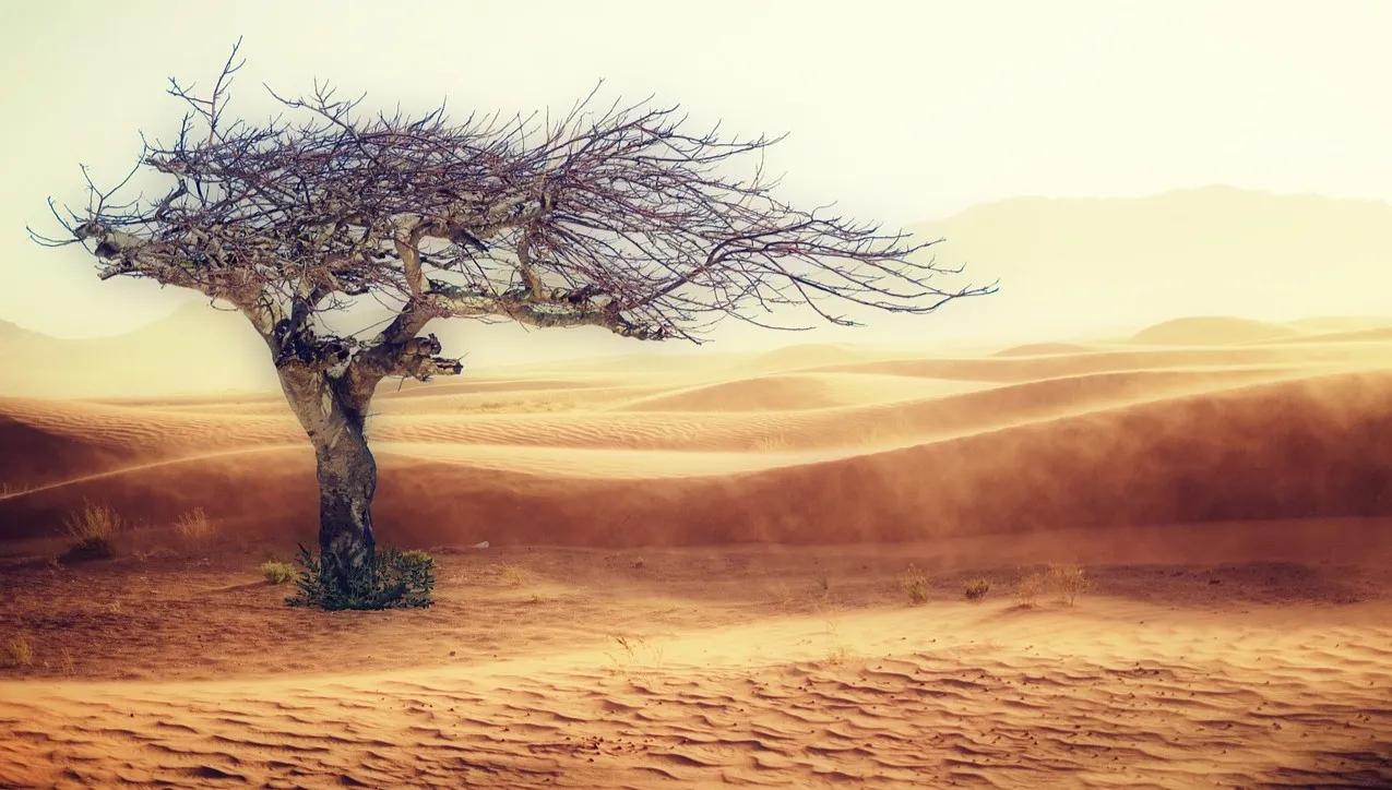 10 mld drzew na pustyni? Czemu nie! Arabia Saudyjska wypowiada wojnę CO2