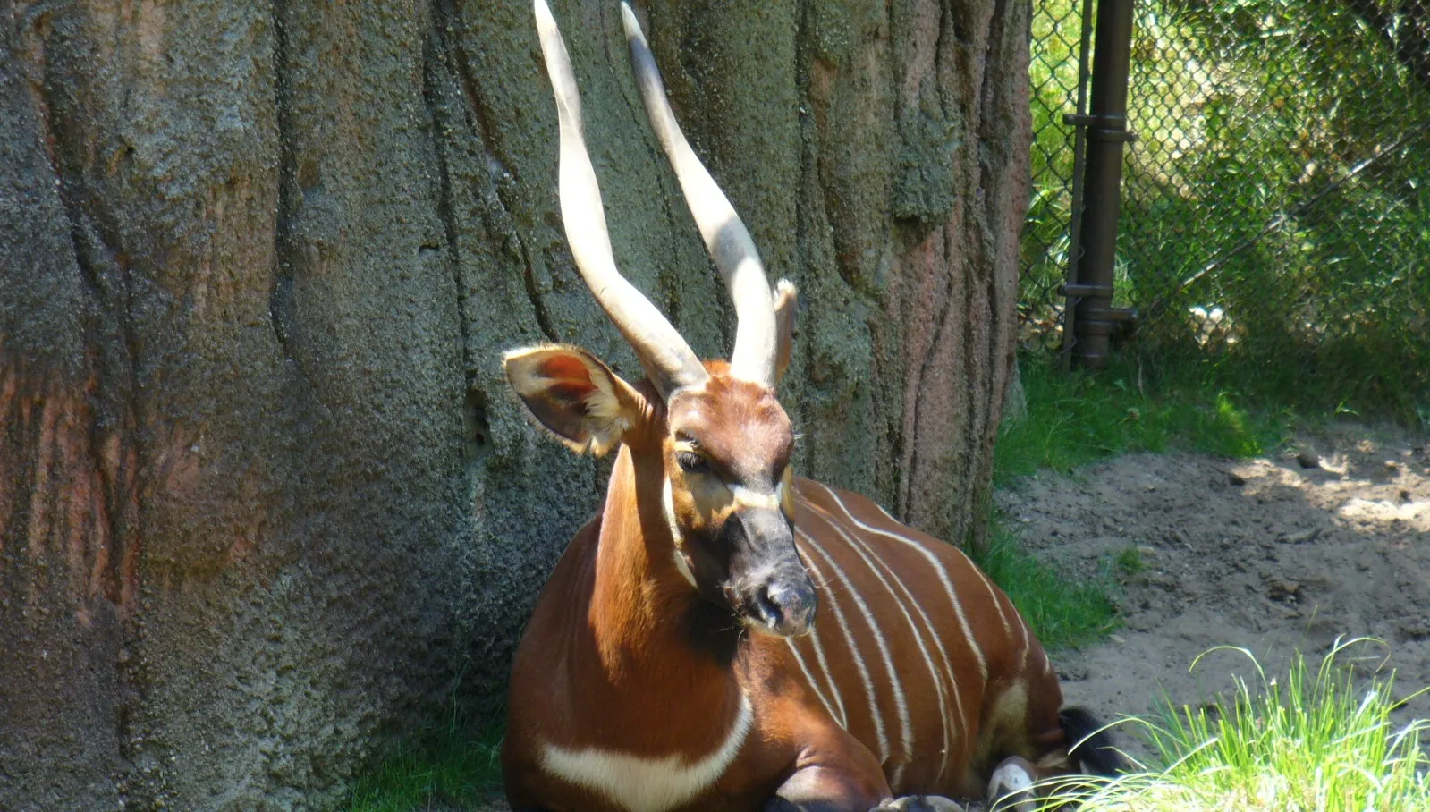 Sukces hodowlany opolskiego zoo. Urodziła się antylopa bongo