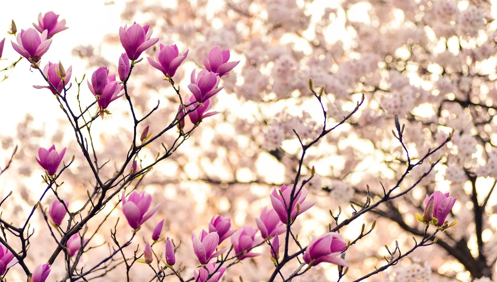 Prawdziwie wiosenny weekend w Polsce