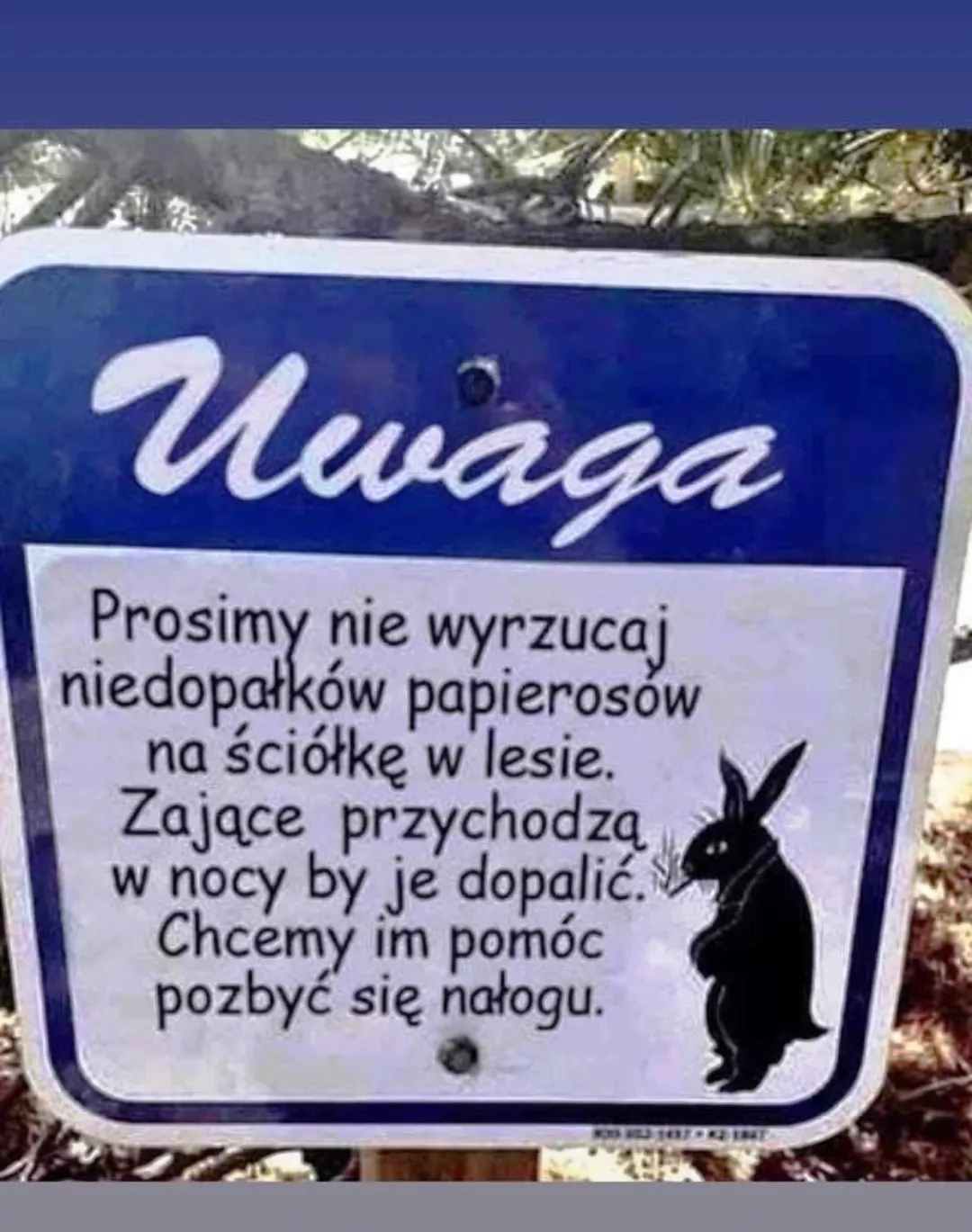 Palące zające