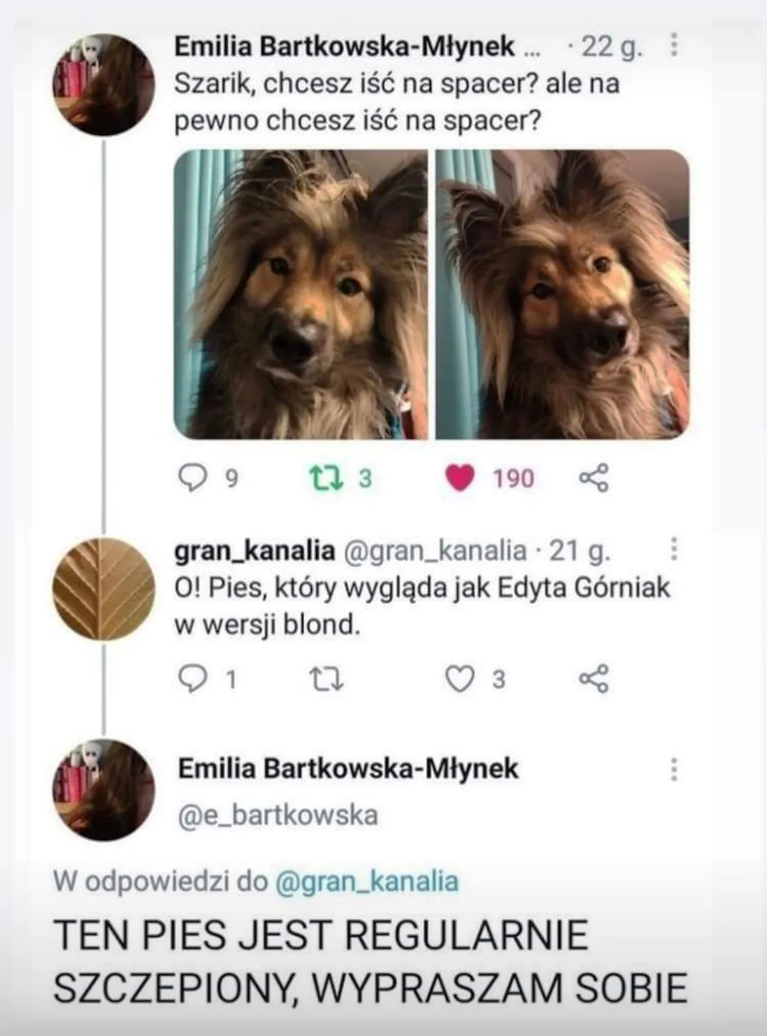 Pies szczepiony