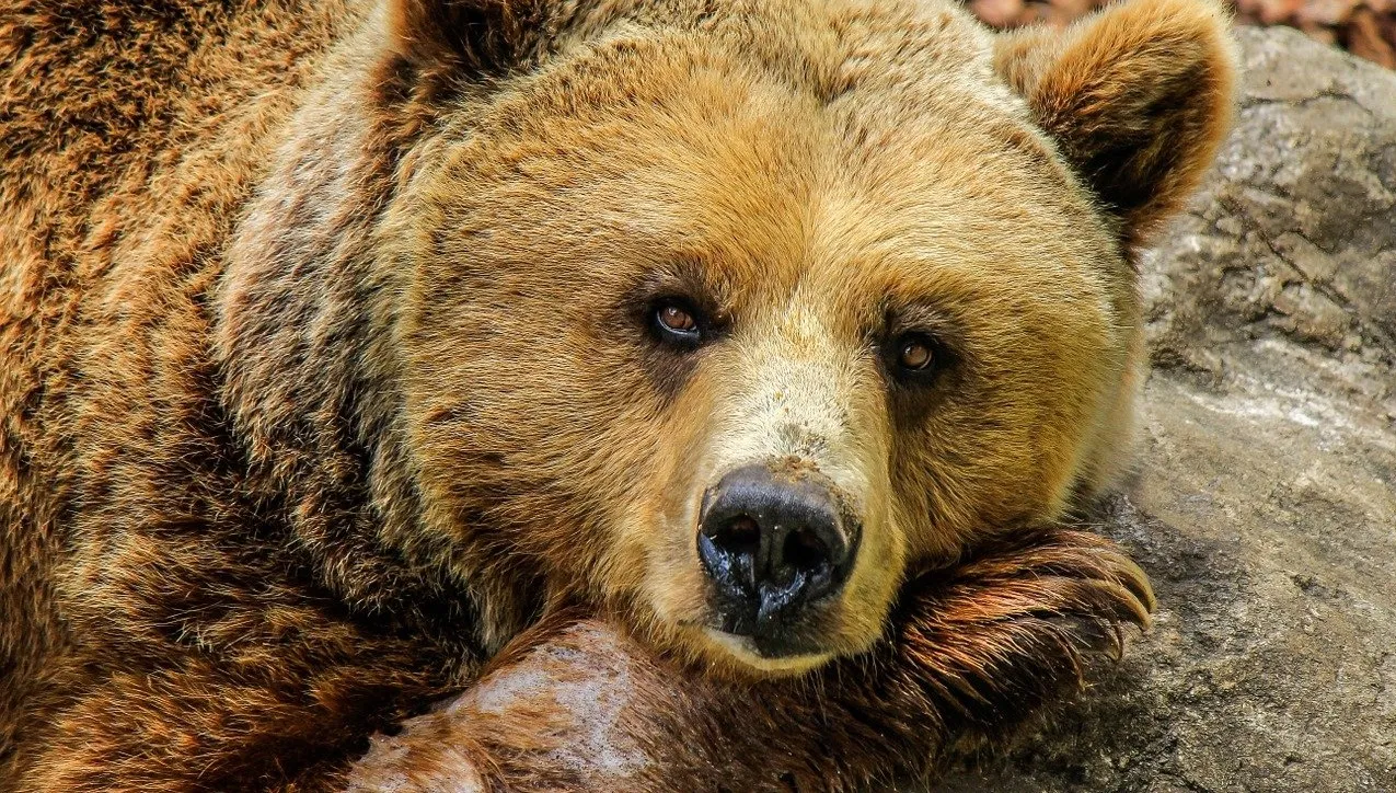 Niedźwiedź zaatakował turystę w Yellowstone. Jest apel o ostrożność