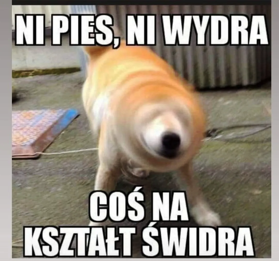 Ni pies