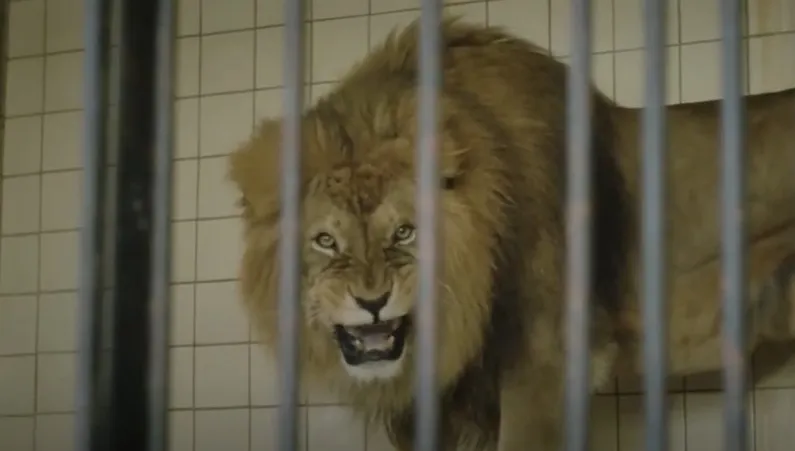 "O zwierzętach i ludziach". 500 amerykańskich kin pokazało film o Polakach ratujących Żydów