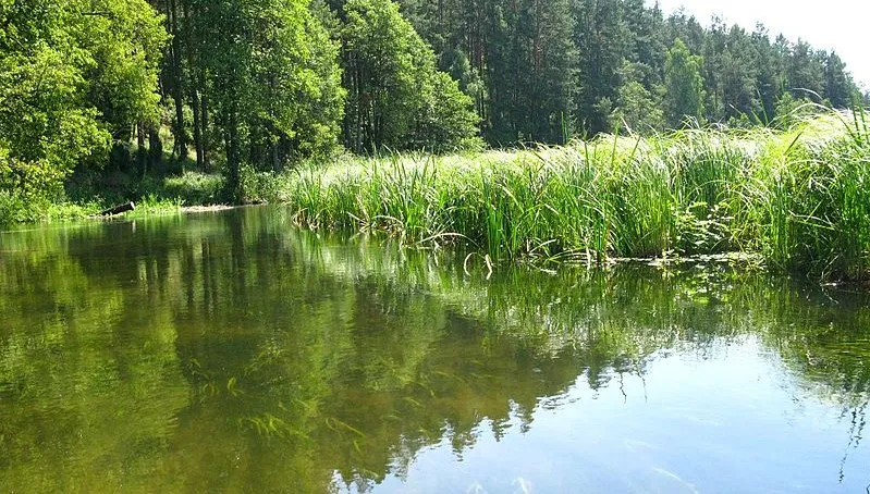 Uwaga! Koszenie dna rzeki Łyny