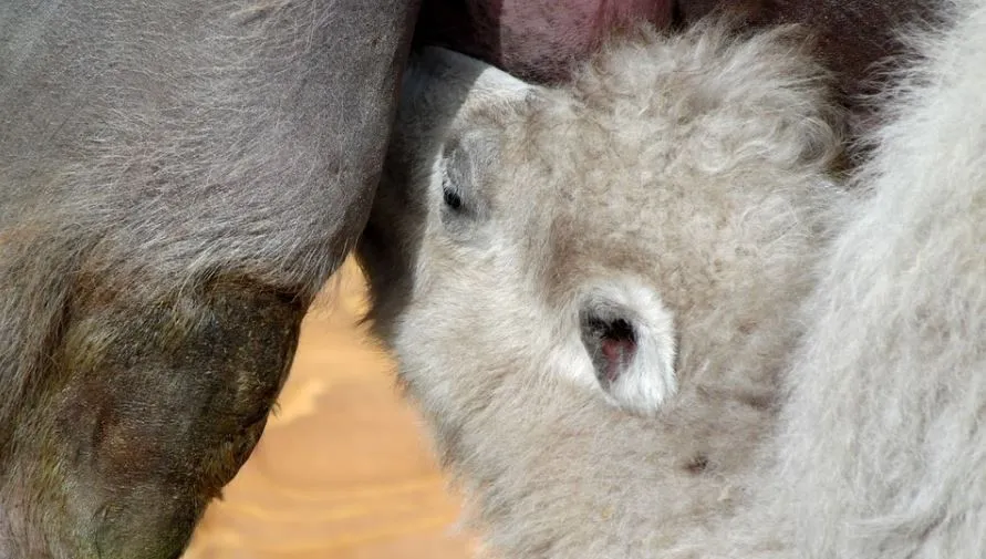W warszawskim zoo urodził się wielbłąd Maniek. "Zaskoczył nas wyjątkowo jasnym kolorem wełny"