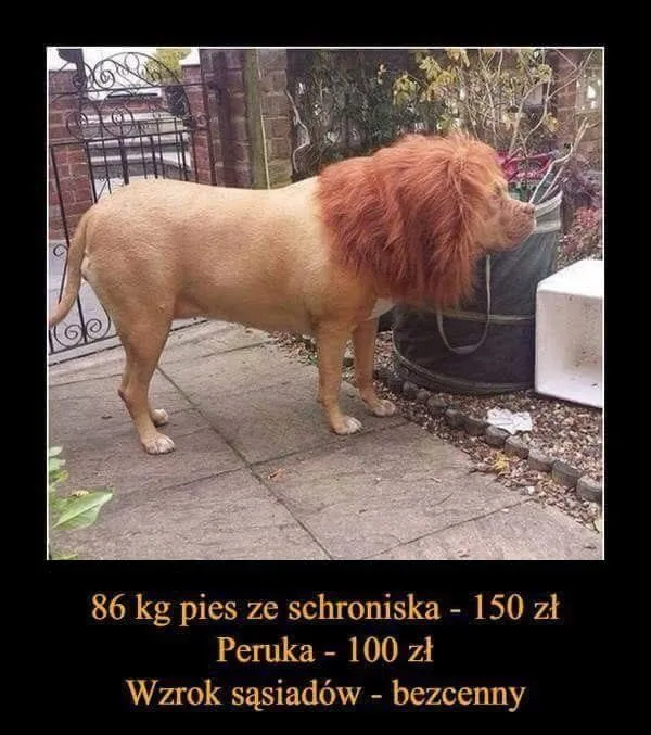 Postrach sąsiada