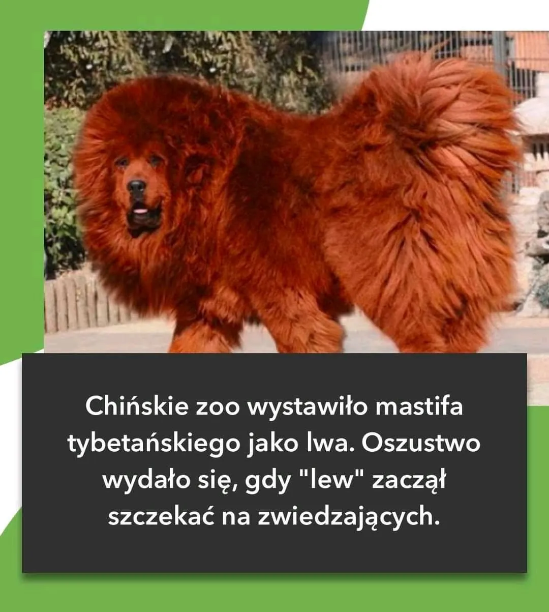 Mastif