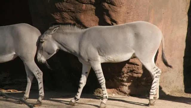 Narodziny w płockim zoo. Osiołek somalijski - to gatunek krytycznie zagrożony wyginięciem