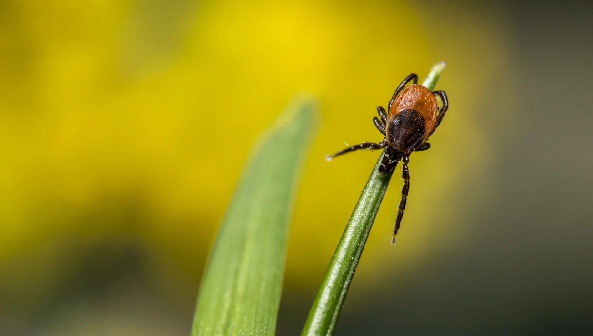 Uważaj nawet na larwy kleszczy. Przenoszą groźną chorobę!
