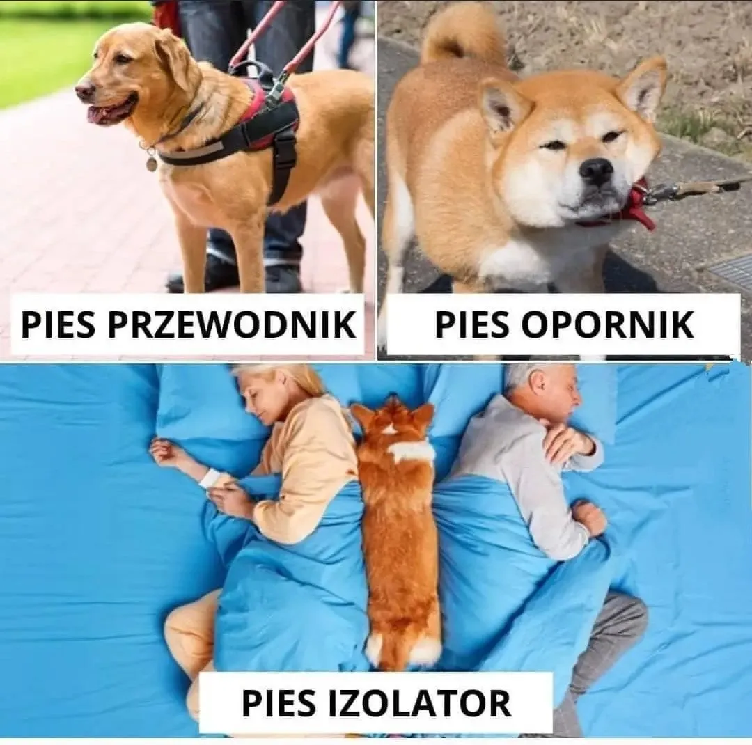 Elektryczny pies