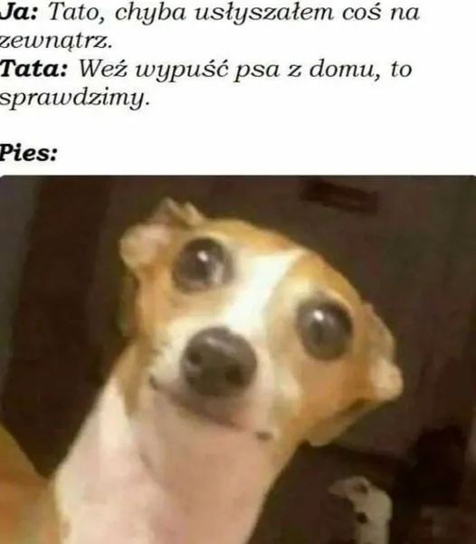 Wypuść psa
