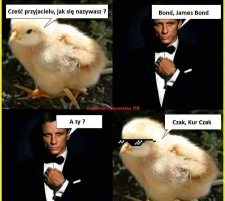 Kur Czak