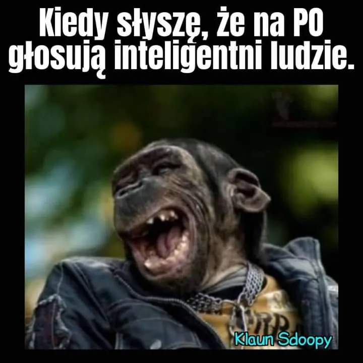 Głosowanie na PO