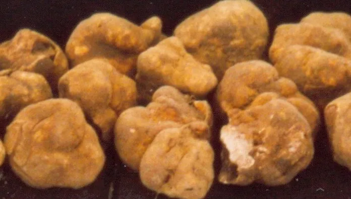 Wyjątkowy "diament". Zawrotna cena za najmniejszą truflę świata
