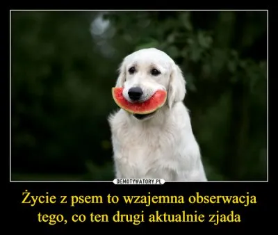 Życie z psem