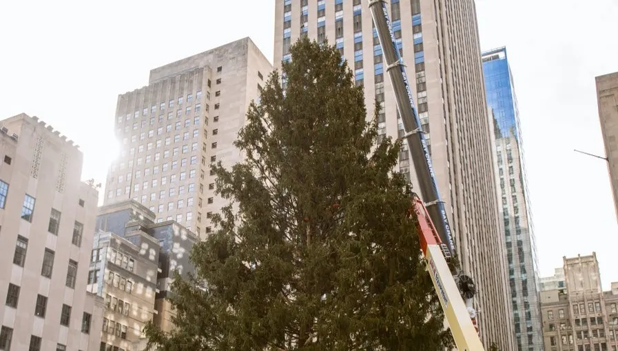 Waży 12 ton, ma... 85 lat.  Do nowojorskiego Rockefeller Center przywieziono świąteczną choinkę [FILM]