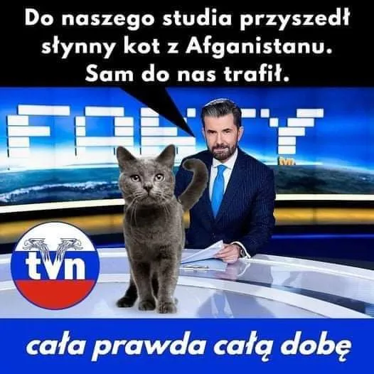Kot z Afganistanu