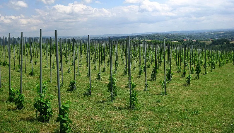 Będzie łatwiej małym producentom alkoholi?