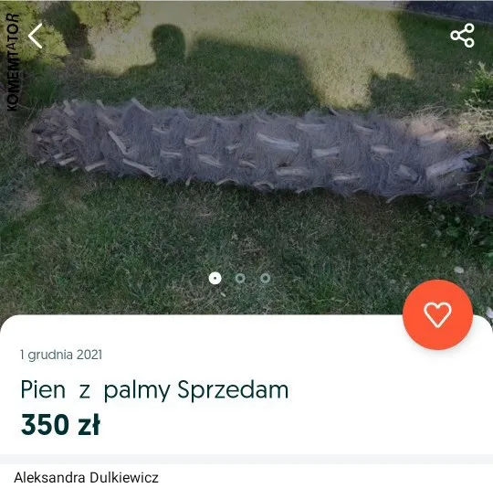 Pień z palmy