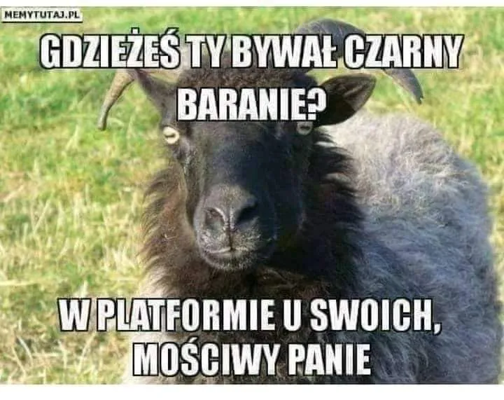Czarny baran