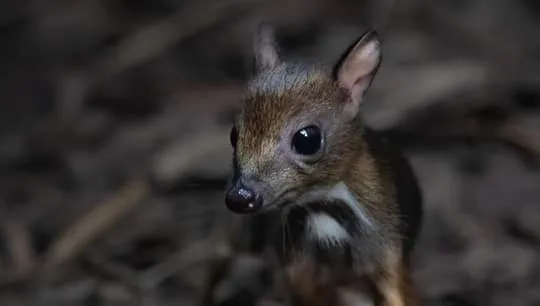 W stołecznym ZOO narodził się myszojeleń. Jak wygląda maleństwo? Zobaczcie ZDJĘCIA