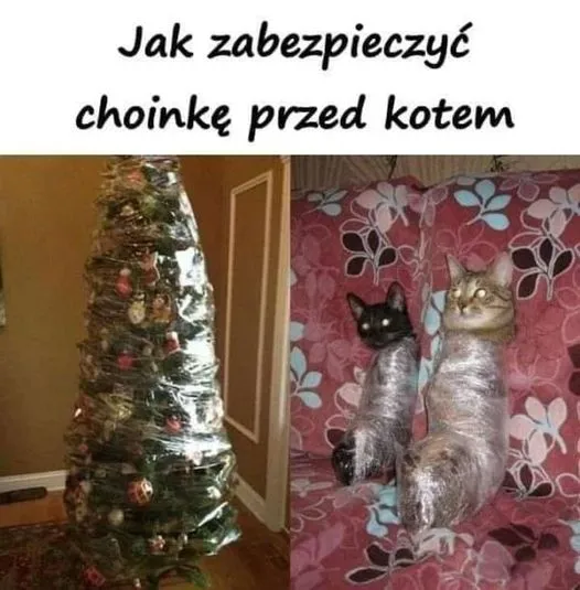 Koty