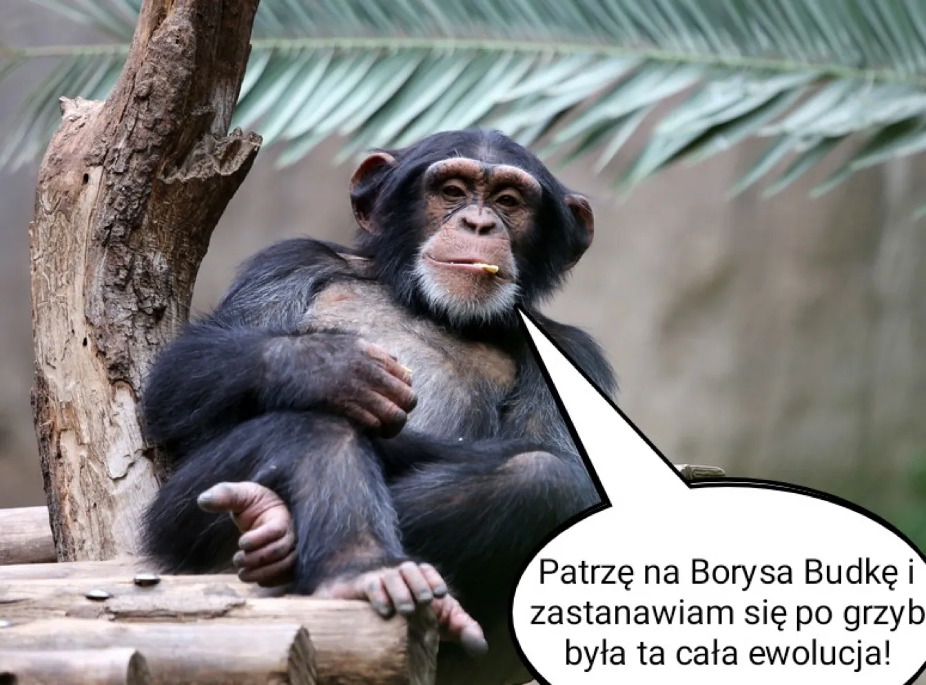 Ewolucja