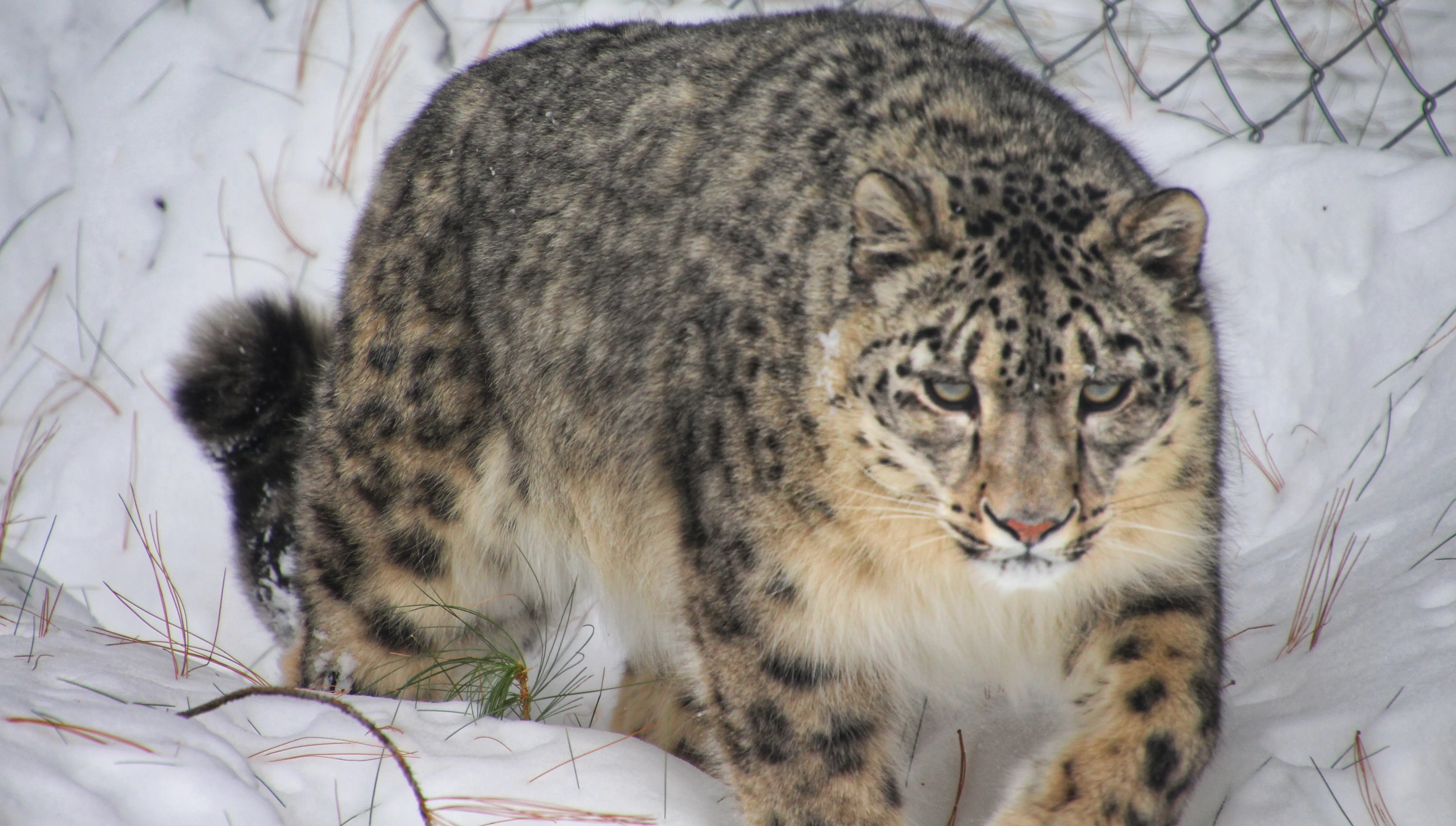 Zoo w Warszawie: Śmierć irbisa zakażonego koronawirusem