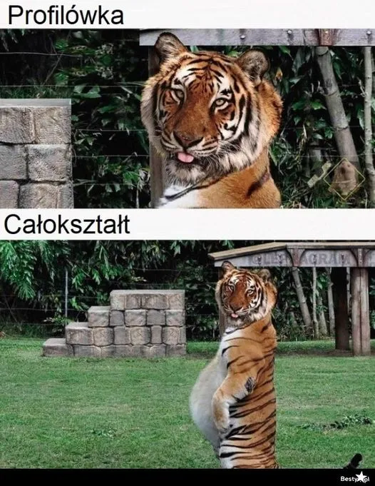 Całokształt