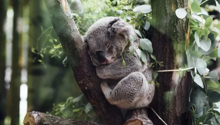 Ochrona koali za wszelką cenę. Australia wyda na to dodatkowe 50 milionów dolarów australijskich 
