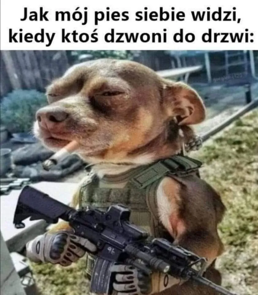 Mój pies