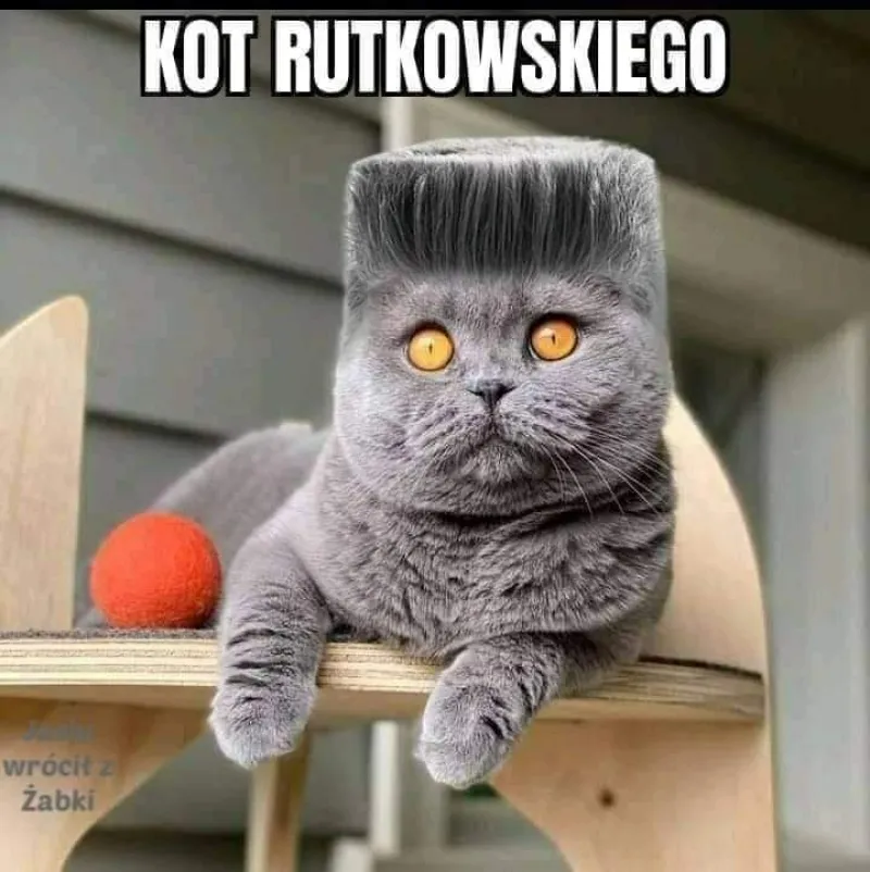 Kot