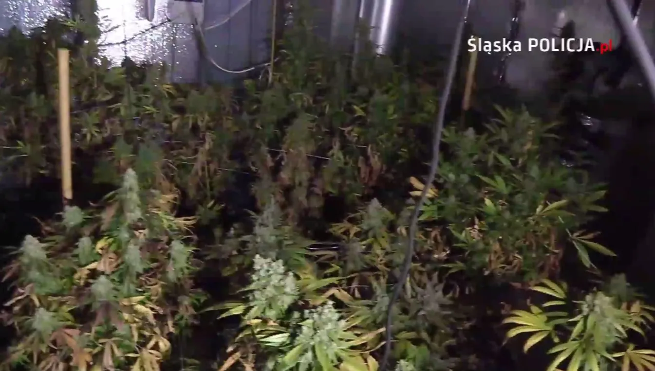 Plantacje marihuany w pralni chemicznej. Prowadziły do nich ukryte przejścia. WIDEO