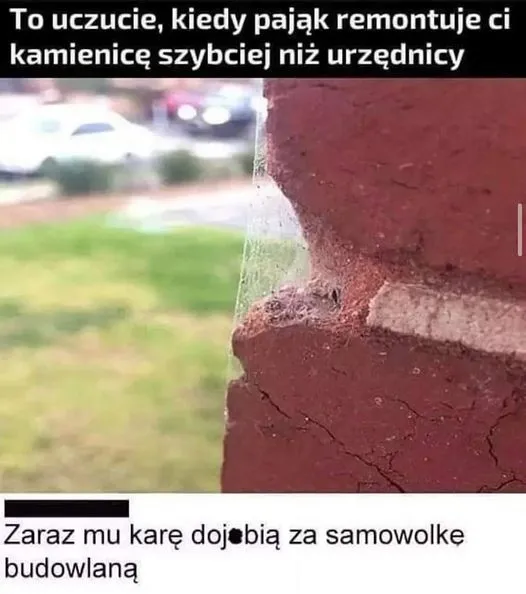 Urzędnicy vs. pająki