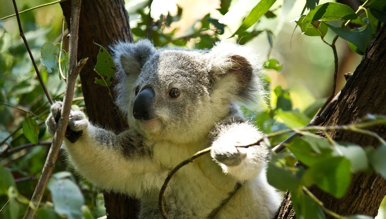 Rozkoszne misie, wizytówka Australii. Teraz koale są zagrożone wyginięciem!