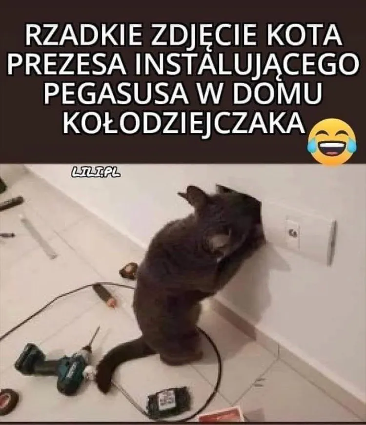 Dzień kota