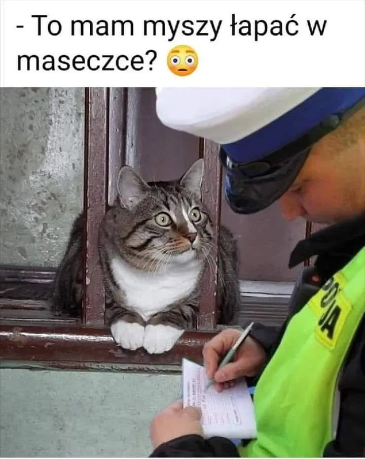 Dzień kota (w maseczce?)