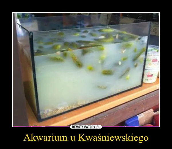 Akwarium