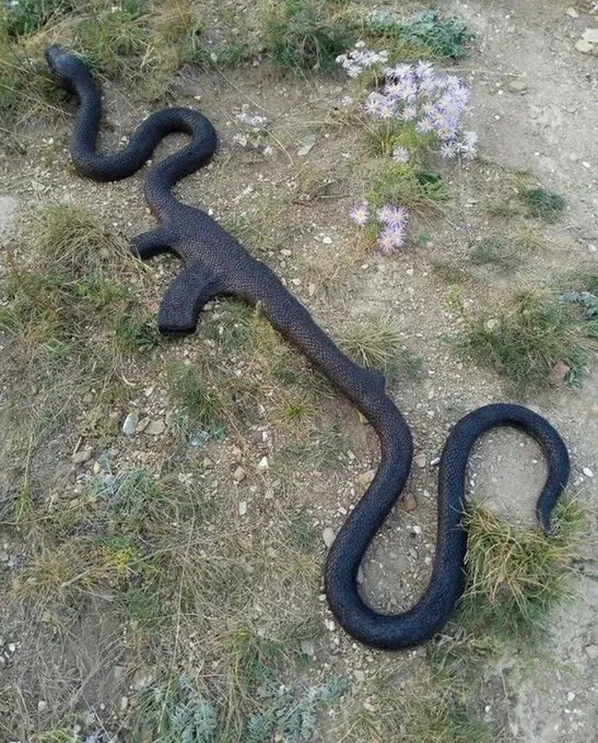 Wąż