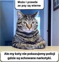 Koty i psy
