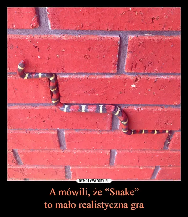 Snake
